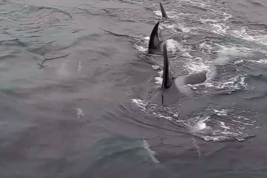 Donna Marie Woodhouse had an incredibly close encounter with a pod of orcas.