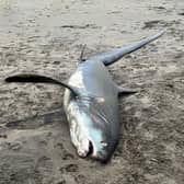 The thresher shark washed up on Par beach, Cornwall.
