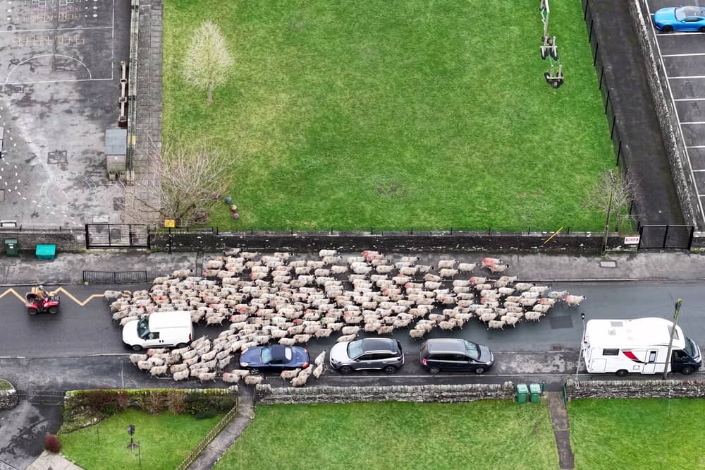Moment more than 200 sheep run through town.