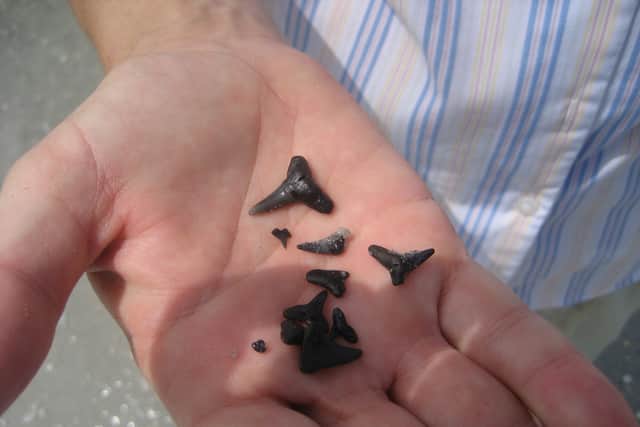 Shark teeth