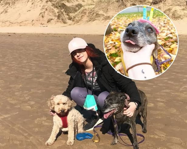 Sasha the Staffy celebrates 22nd birthday