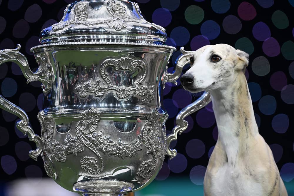 Miuccia, a whippet, poses beside the trophy after winning the title for Best In Show at Crufts.