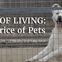 Photo of a dog in a kennel
