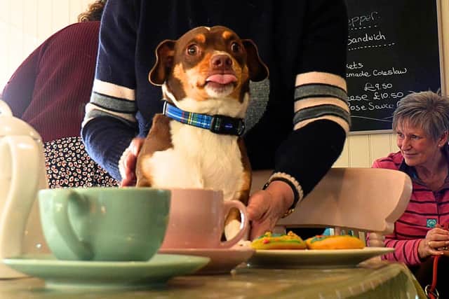 Afternoon tea for dogs...(NOTE: Dogs are not allowed on the furniture, as this was just for a photoshoot)