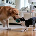 Pets can improve owners' health and give a mood boost 