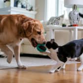 Pets can improve owners' health and give a mood boost 