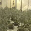 £4.5m drug operation consisting of  75 cannabis farms uncovered.