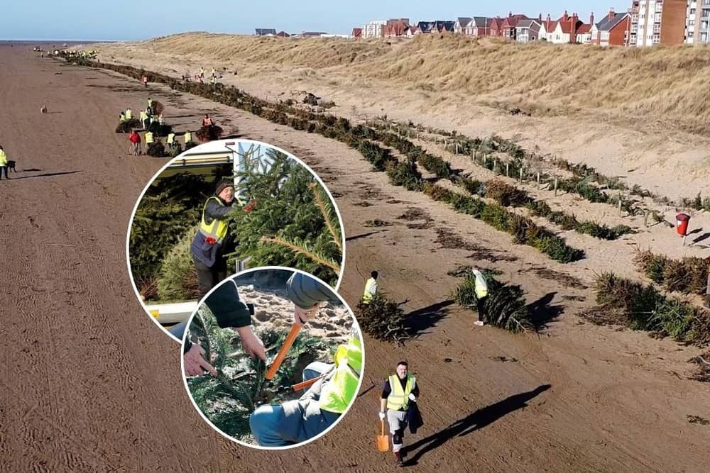 New documentary explains how old Christmas trees are helping to protect the coast 