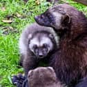 Wolverine kits.
