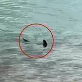 Massive shark circles waters off UK coast.