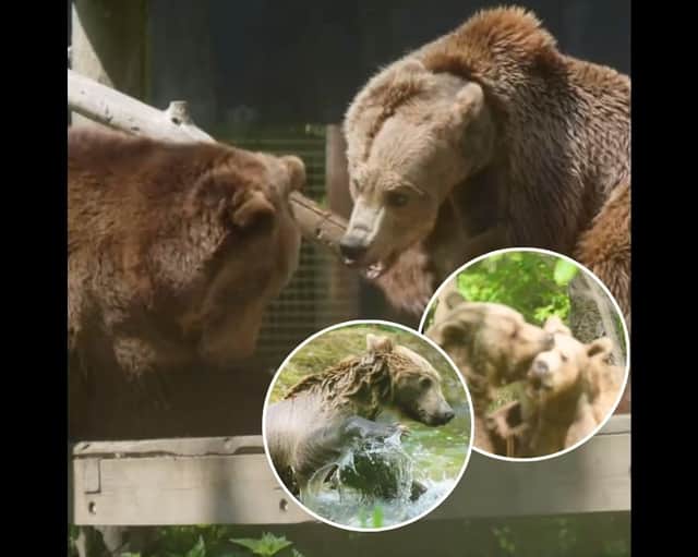 Boki the brown bear's heart-warming reunion with pals at wildlife park after life-saving brain surgery
