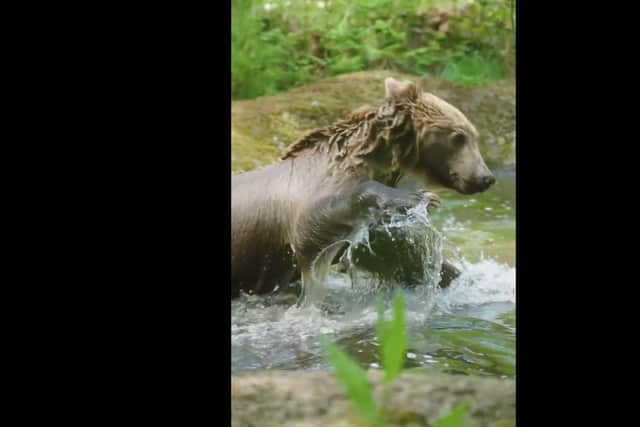 Boki the brown bear back in his enclosure at Wildwood park
