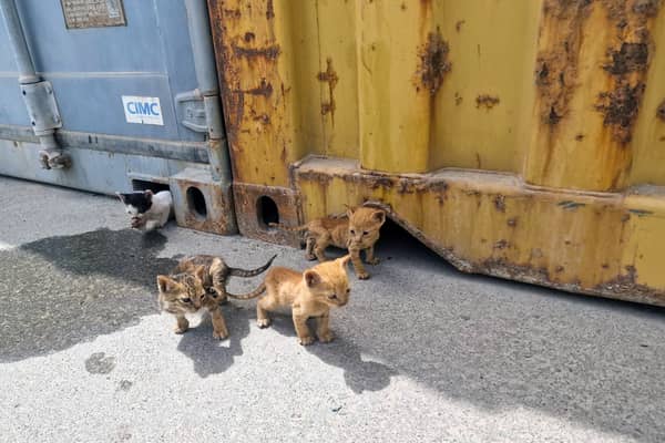 Four kittens were rescued by Royal Navy sailors in Bahrain after getting stuck under a shipping container. Pictured: he orphaned kittens emerge from their 'home' underneath shipping containers.