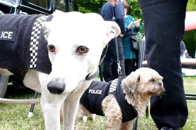 'Police dogs' on duty - Wartime re-enactor Jim Stott with his 1940s cop car at Blackburn VE80 Festival