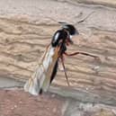 Flying ants.