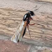 Flying ants.