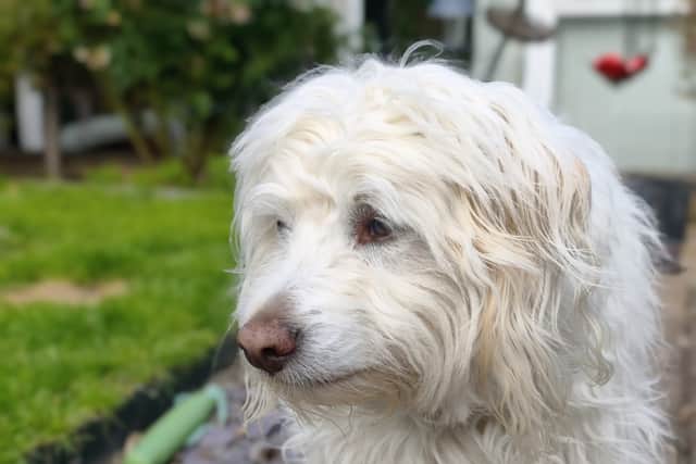 Leica's effects can add deep bokeh effects, or make the image look like a film camera