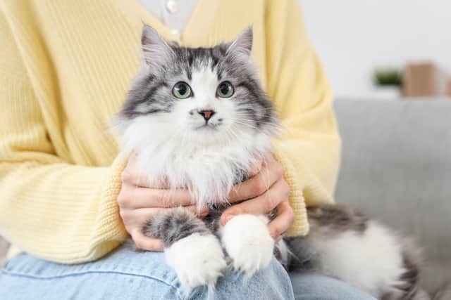 Dogs and cats often need extra care as they grow older - and a subscription service could be ideal for keeping on top of a new routine