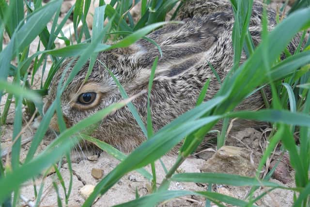 A young hare in a farmer's field