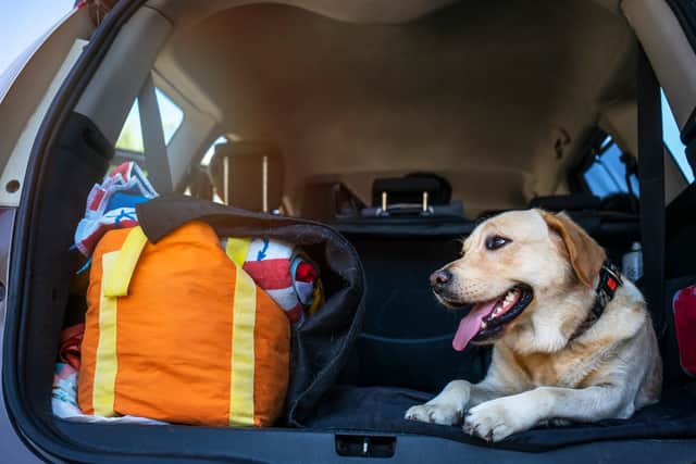 If left unmanaged, travel sickness can worsen over time, with some dogs becoming increasingly reluctant to travel altogether