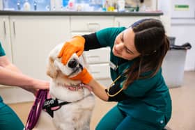 Dogs and cats are very good at hiding discomfort, which means dental problems can be present long before obvious signs develop.