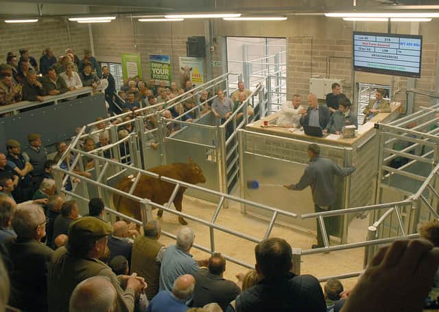 The auction ring in use at Melton Cattle Market EMN-191125-112827001
