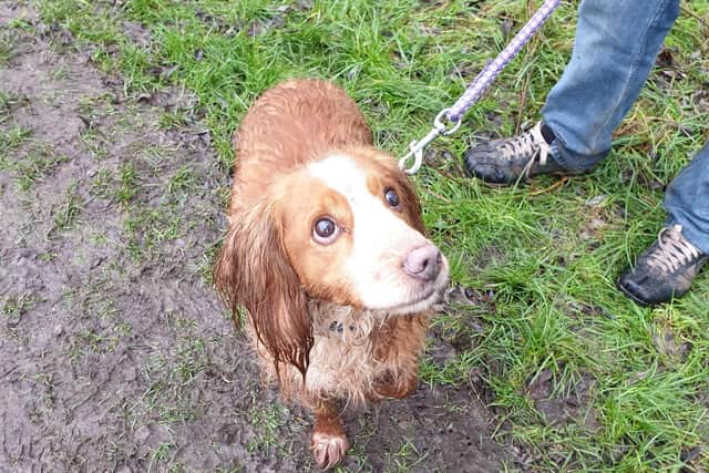 Cocker spaniel Artie pictured cold and wet after his rescue at Melton Country Park
PHOTO WENDY GRAY EMN-191230-135536001