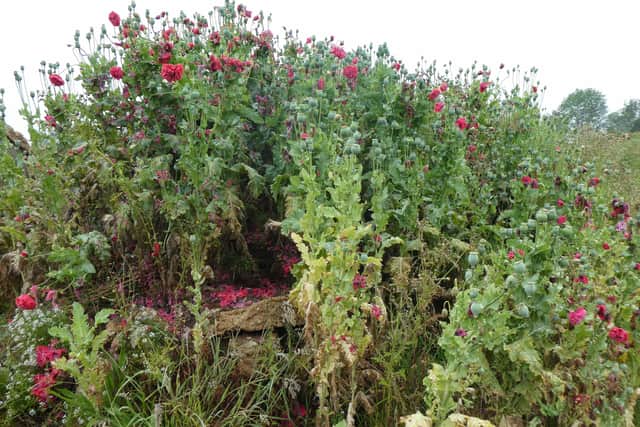 Poppies growing on the site of the old Polish resetttlement camp in Melton believed to have been planted by people living there after the war EMN-200124-163751001