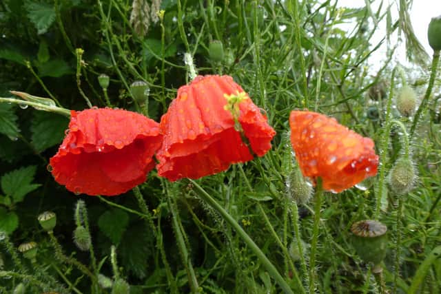 Poppies growing on the site of the old Polish resetttlement camp in Melton believed to have been planted by people living there after the war EMN-200124-163803001