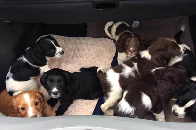 Pups which were stolen from the garden of a house on Dalby Road, Melton, overnight on Sunday EMN-200729-112212001