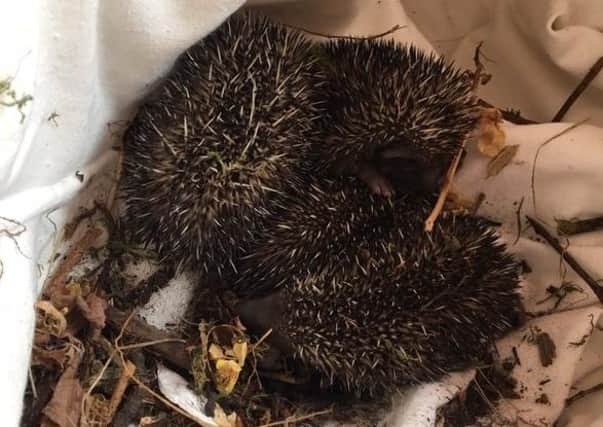 Hedgehogs found dumped in the green waste bin at Melton tip EMN-200728-100032001
