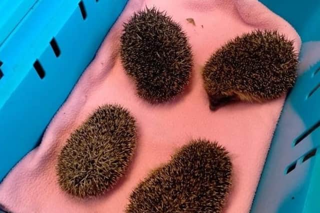 Little hoglets found in a green waste bin at Melton tip and which are now being hand fed by staff at Helping Hands Hedgehog Rescue in Melton EMN-200728-100044001