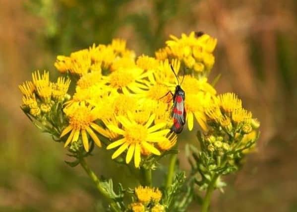 Ragwort, a toxic plant which can kill horses and livestock if they ingest it EMN-200730-131018001