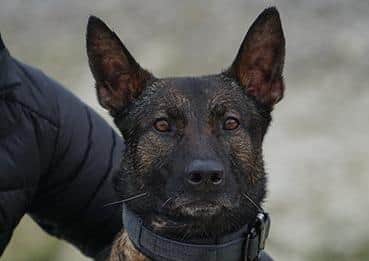 Kuno, a brave military dog who is to receive the prestigious PDSA Dickin Medal EMN-200309-162153001
