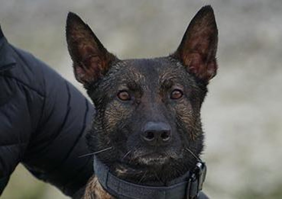 Military dog to receive highest bravery award | Melton Times Military dog to receive highest bravery award | Melton Times