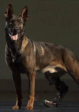 Kuno, a brave military dog who is to receive the prestigious PDSA Dickin Medal, after being fitted with prosthetic limbs after being wounded in action EMN-200309-162203001