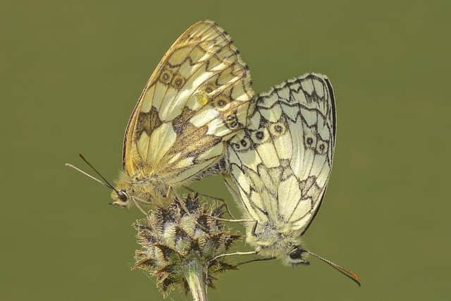 Paired marble white butterflies on knapweed taken by Allan Wild.
One of the best images taken by Melton Mowbray Photographic Society members last year EMN-201109-151503001