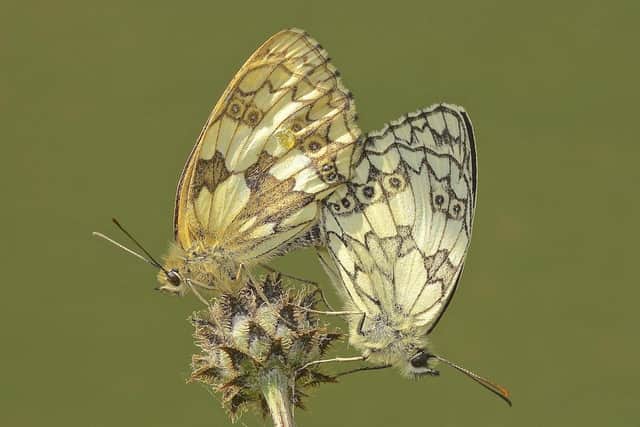 Paired marble white butterflies on knapweed taken by Allan Wild.One of the best images taken by Melton Mowbray Photographic Society members last year EMN-201109-151503001