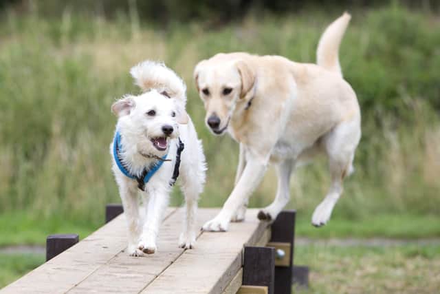 Buster (front) and Holly enjoy the agility apparatus in Melton Country Park EMN-201013-100608001
