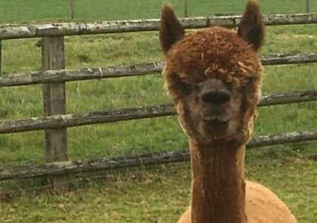 One of the alapacas stolen from a paddock at Old Dalby EMN-200911-120105001
