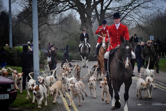 Whipper-In Robert Jarrett leads the hounds away as Cottesmore Hunt prepare for a trail hunt in the Melton area on New Year's Day 2020 EMN-201211-131741001