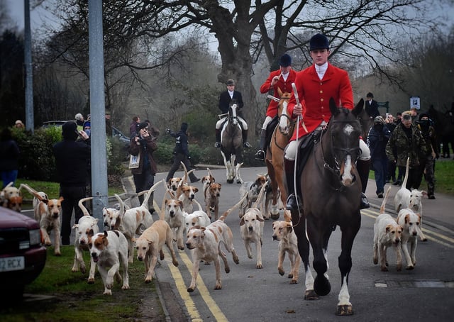 Whipper-In Robert Jarrett leads the hounds away as Cottesmore Hunt prepare for a trail hunt in the Melton area on New Year's Day 2020 EMN-201211-131741001