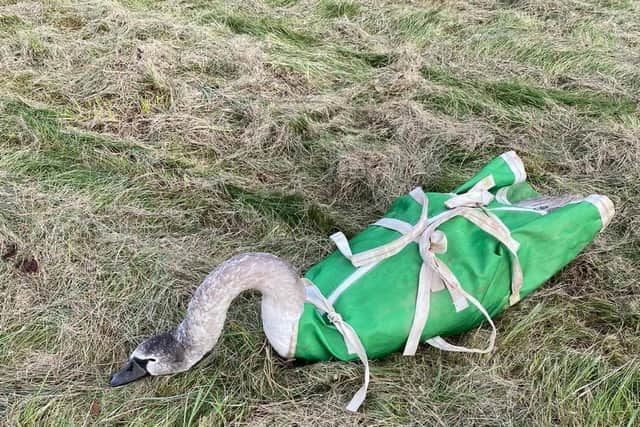 A swan which was rescued from being trapped behind a fence before being released back into the River Wreake at Asfordby EMN-201116-151727001