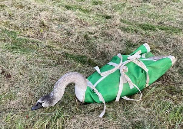 A swan which was rescued from being trapped behind a fence before being released back into the River Wreake at Asfordby EMN-201116-151727001