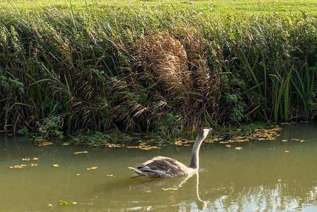 A swan is released back into the River Wreake at Asfordby after being trapped behind a fence EMN-201116-151717001