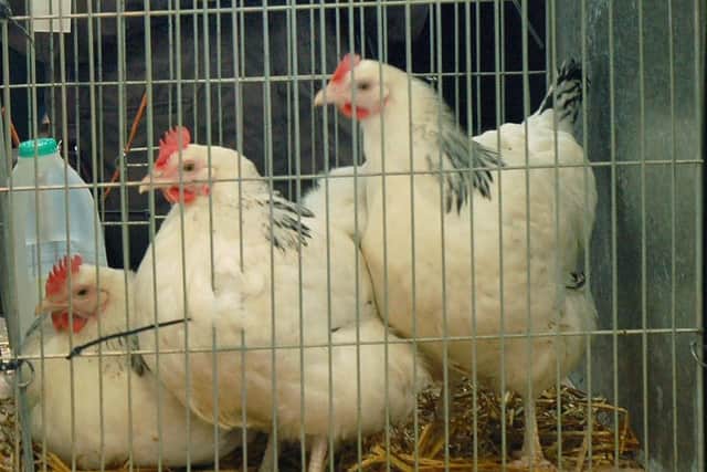 Poultry EMN-201123-143617001