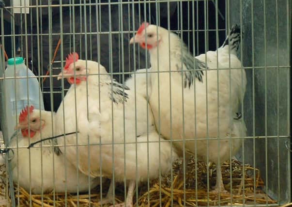 Poultry EMN-201123-143617001