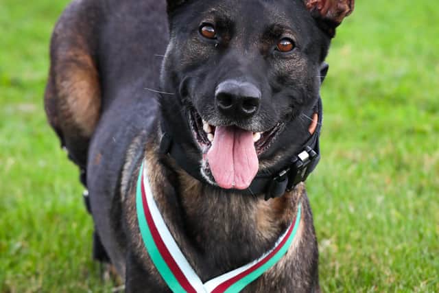 Kuno, who underwent extensive surgery and rehabilitation at Melton’s Defence Animal Training Regiment (DATR) HQ after being badly wounded in combat, has receivedthe highest honour available to animals who support the armed forces, the PDSA Dickin Medal
PHOTO: courtesy of PDSA EMN-201124-173134001