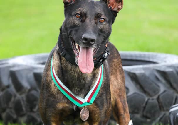 Kuno, who underwent extensive surgery and rehabilitation at Melton’s Defence Animal Training Regiment (DATR) HQ after being badly wounded in combat, has receivedthe highest honour available to animals who support the armed forces, the PDSA Dickin Medal
PHOTO: courtesy of PDSA EMN-201124-173058001