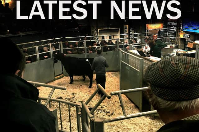 Latest cattle market news EMN-200212-093538001